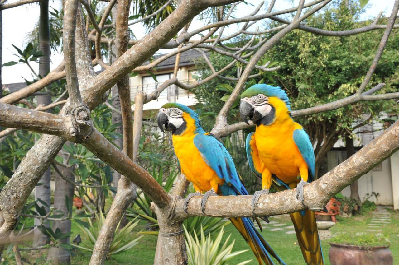 Caesar Park Hotel Kenting Exterior photo Blue and yellow macaws